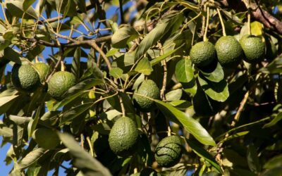 Auge y apogeo del “oro verde”: una economía devastadora