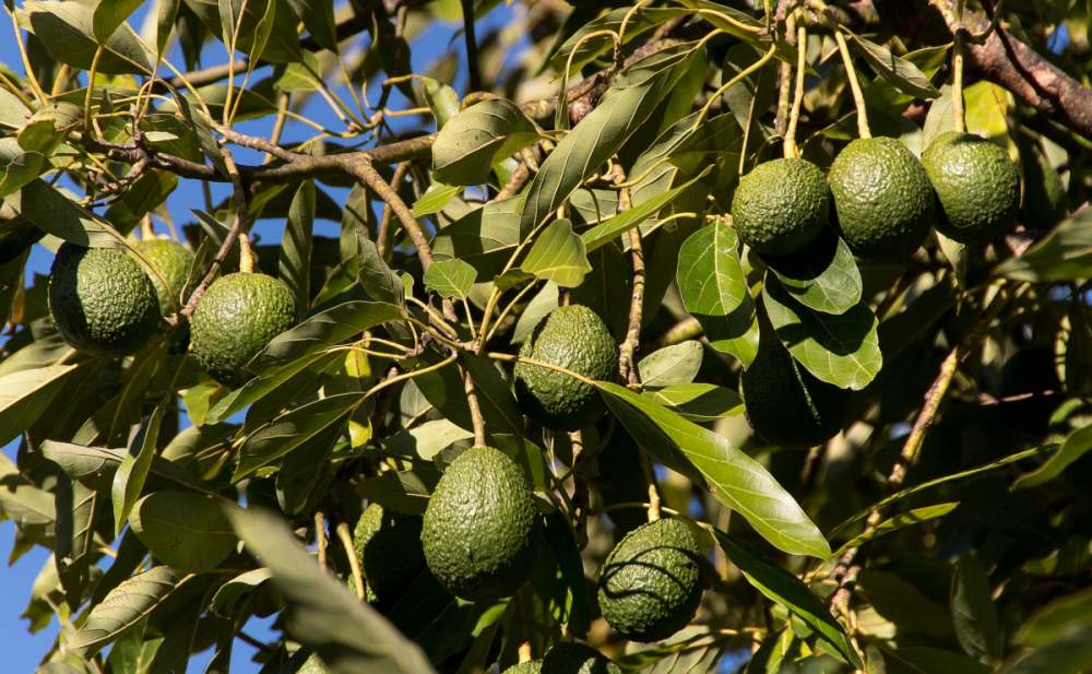 "Oro verde" mejor conocido como aguacate